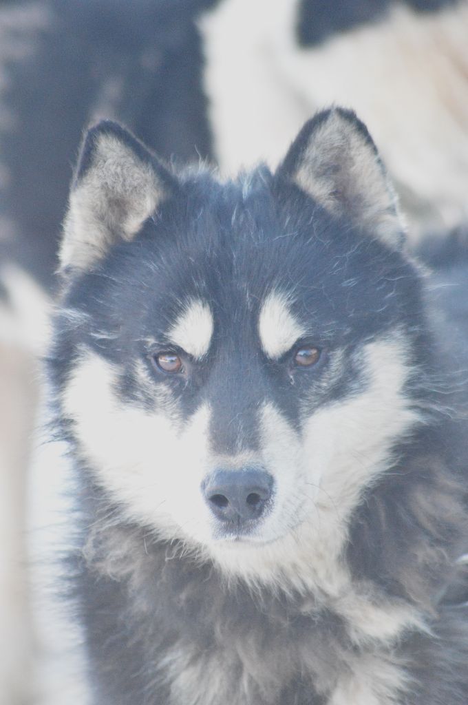 Magic Wolf Lune noire dit loupy