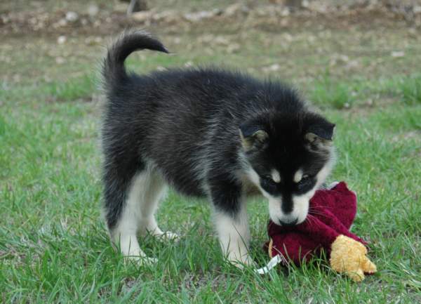 Magic Wolf Himalaya (rose)