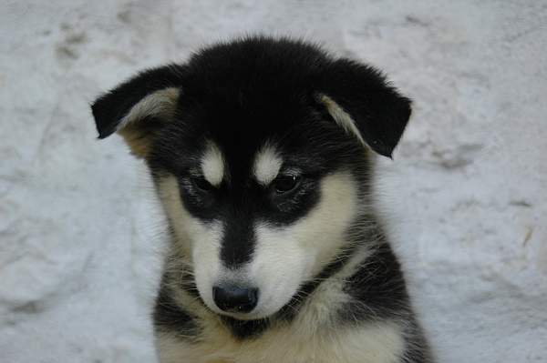 Magic Wolf Himalaya (rose)