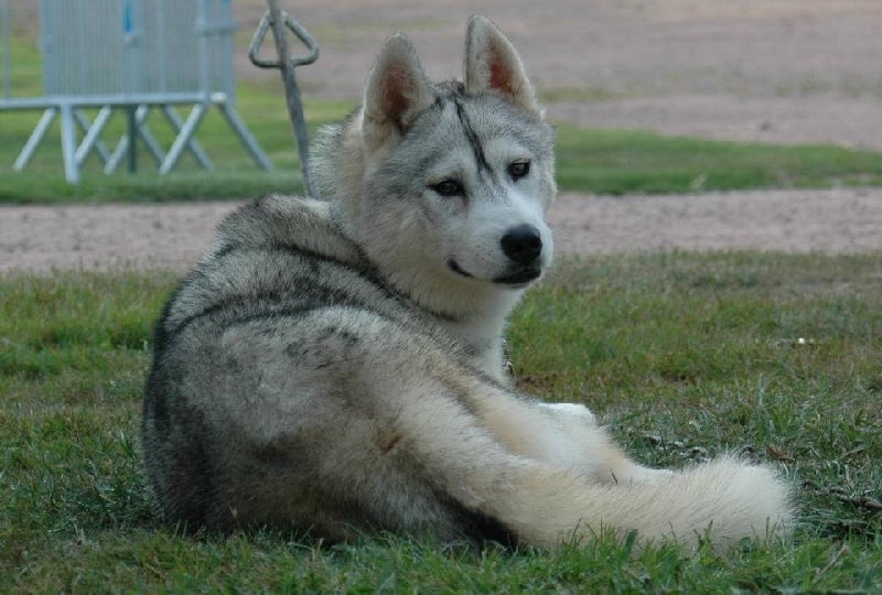 Publication : Magic Wolf Auteur : Magic Wolf, Fusion 19 mois