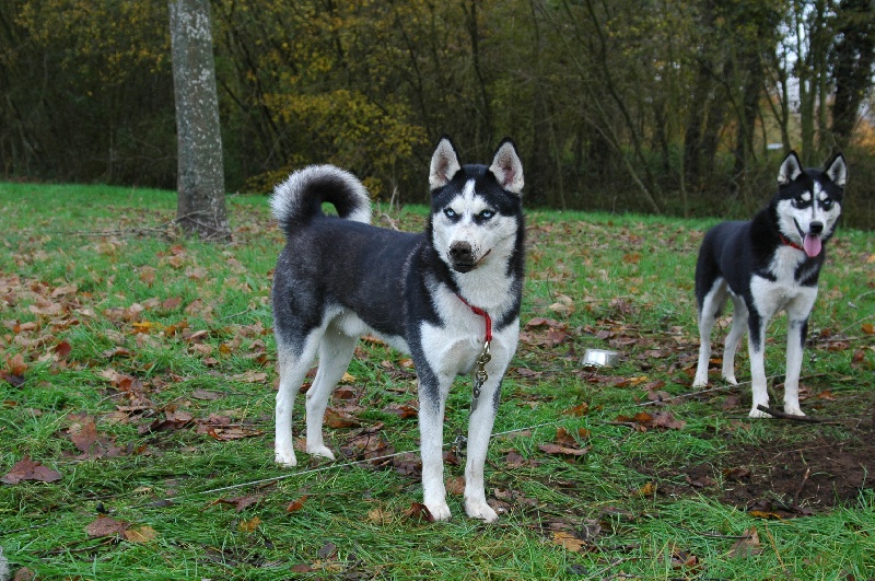 Magic Wolf Alaska 1