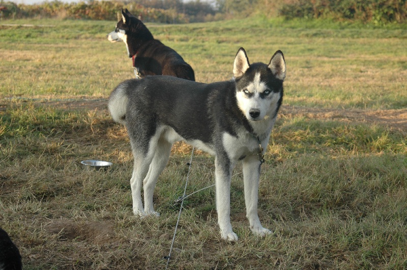 Magic Wolf Alaska 1