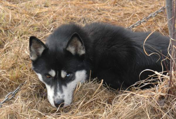 Magic Wolf Finnmark (dite chipie)