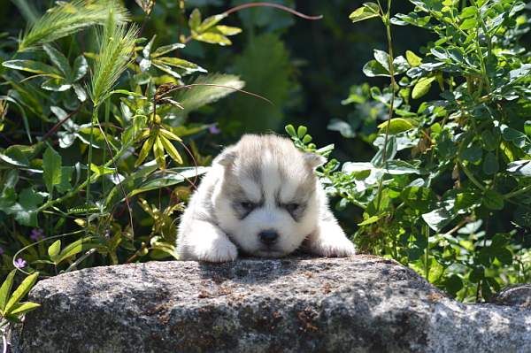 Magic Wolf Neige