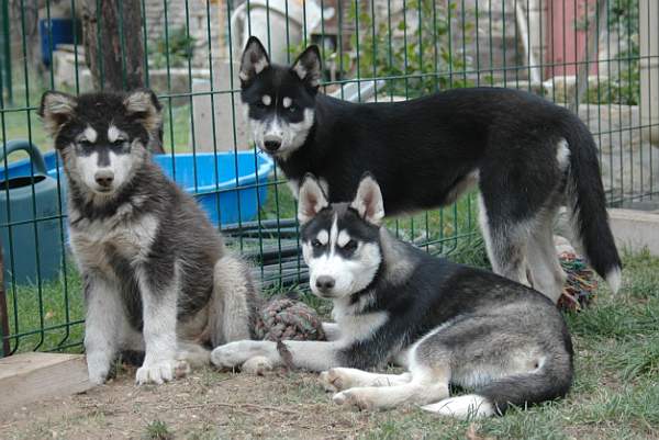 Magic Wolf Finnmark (dite chipie)