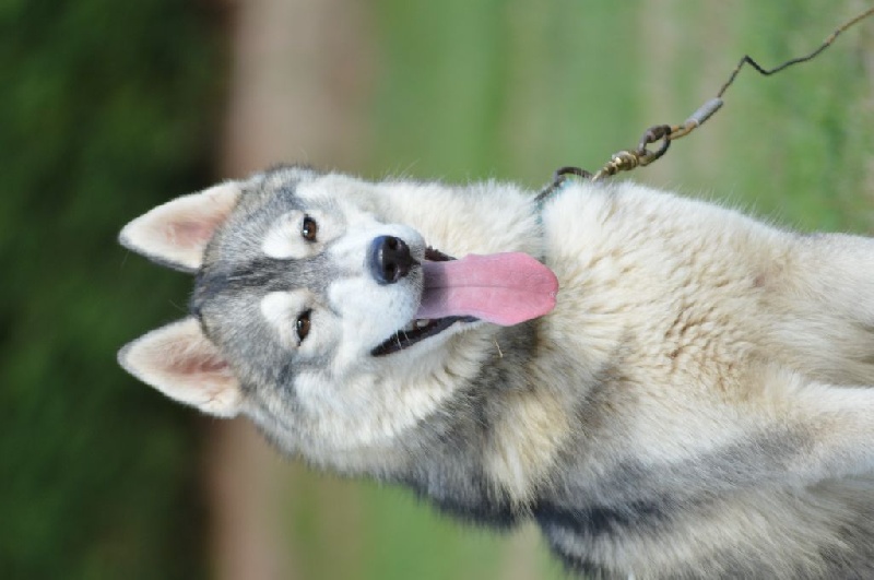 Magic Wolf Jade