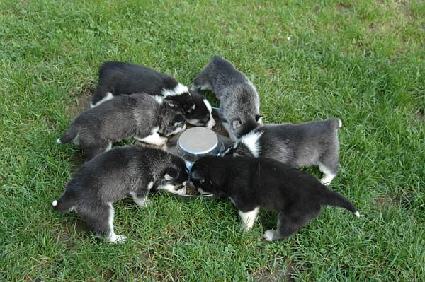 Magic Wolf Finnmark (dite chipie)