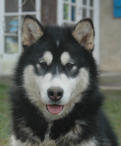 Magic Wolf Demon of the black diamond (dite demon)