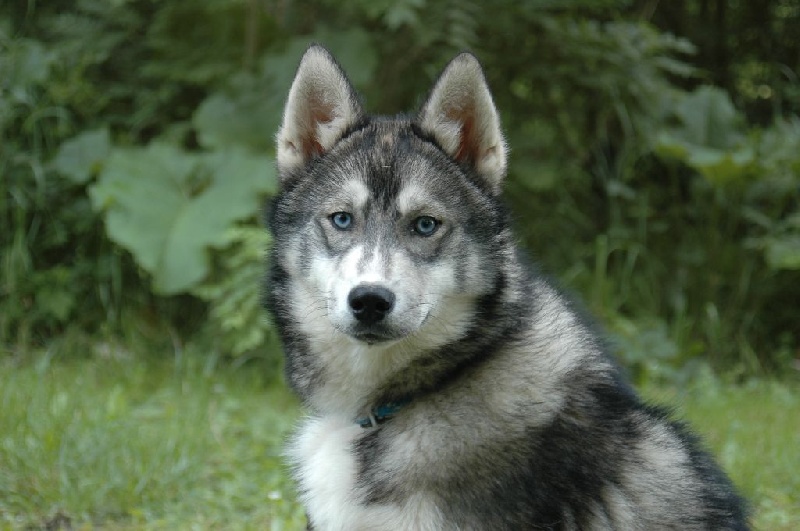 Magic Wolf Hypnotic blue eyes dit halcatraz