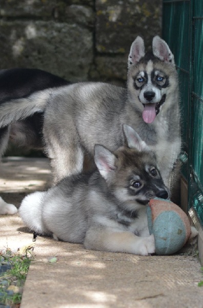Magic Wolf Légend d'hiver dite lima