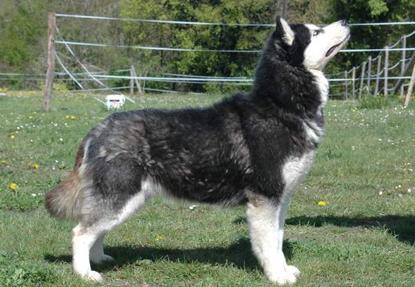 Magic Wolf Elyxir diabolic ( dite ebène)