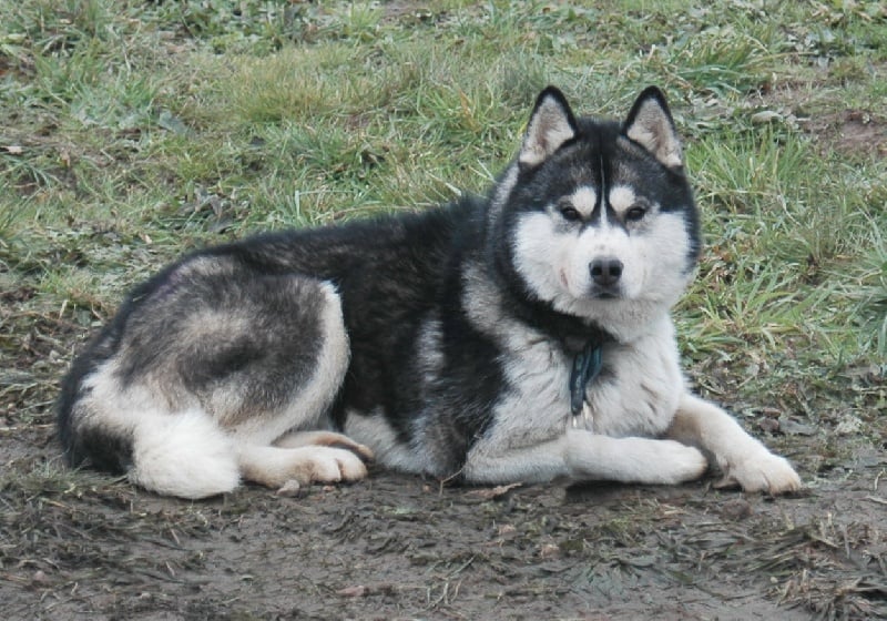 CH. Color dark angel (dite caya) Of cool water