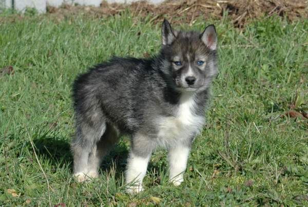 Magic Wolf Hypnotic blue eyes dit halcatraz