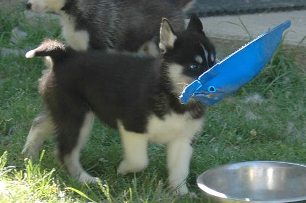 Magic Wolf Finnmark (dite chipie)