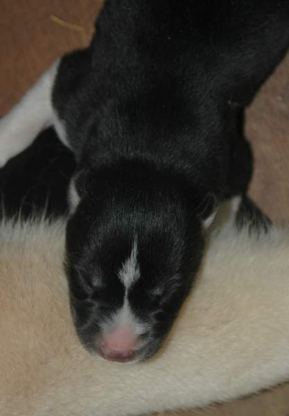 Magic Wolf Finnmark (dite chipie)