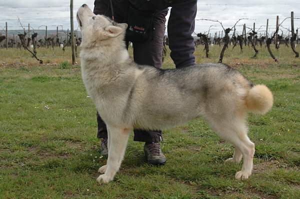 Publication : Magic Wolf Auteur : Magic Wolf, Fusion 19 mois