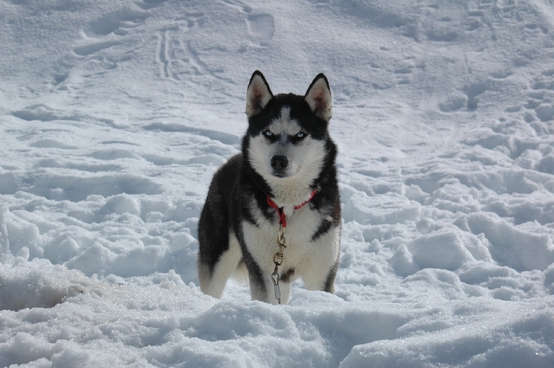 Magic Wolf Alaska 1