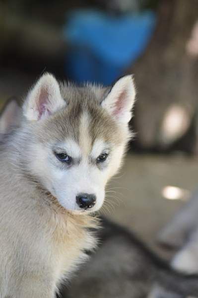 Magic Wolf Nanouk (grise)