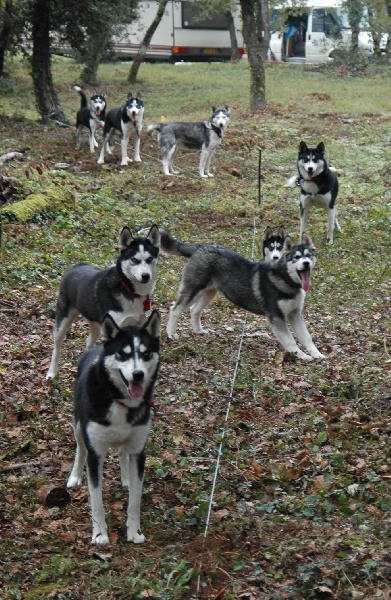 Magic Wolf Alaska 1