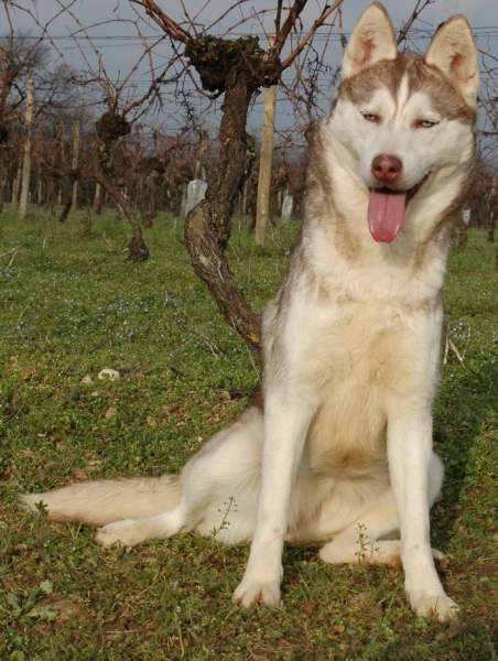 Magic Wolf Guess