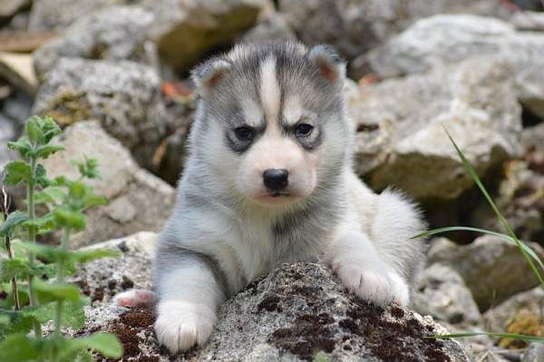 Magic Wolf Nanouk (grise)