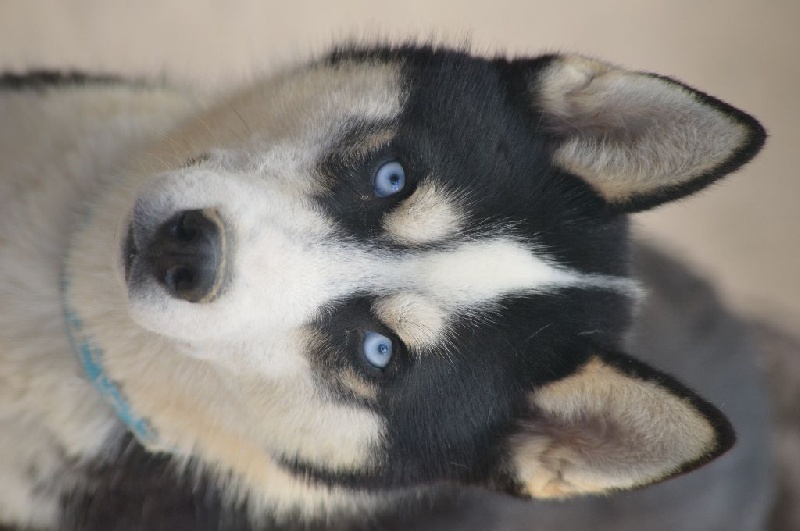Magic Wolf J'suis trop speed dit speedy