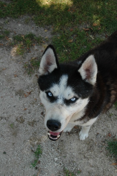 Magic Wolf Alaska 1
