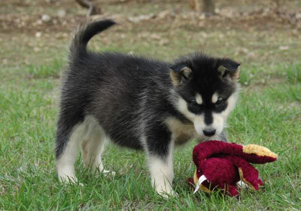 Magic Wolf Himalaya (rose)