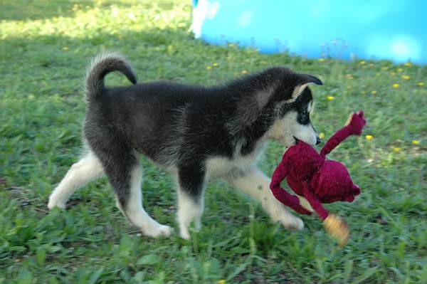 Magic Wolf Himalaya (rose)