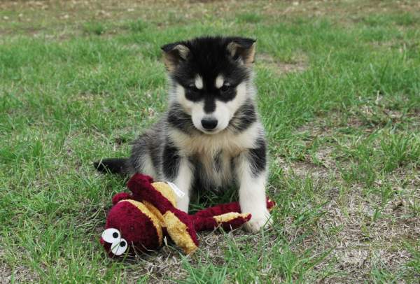 Magic Wolf Himalaya (rose)