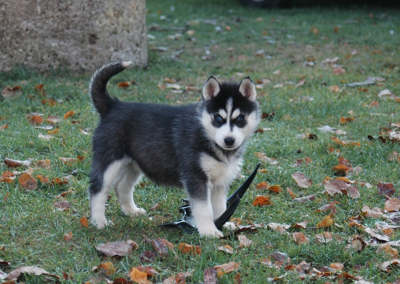 Magic Wolf Coyotte girl