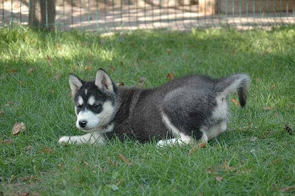 Magic Wolf Demon of the black diamond (dite demon)