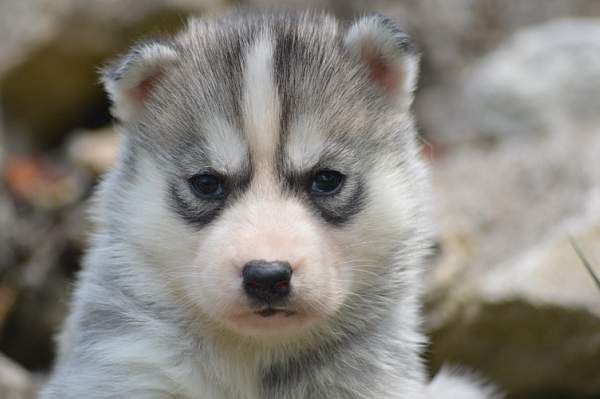 Magic Wolf Nanouk (grise)