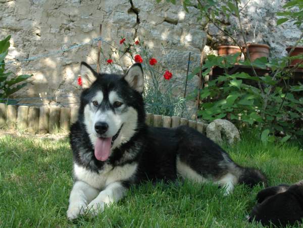 Magic Wolf Demon of the black diamond (dite demon)