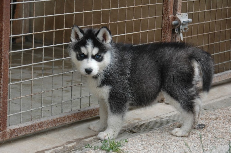 Magic Wolf J'suis trop belle dite j'allucine