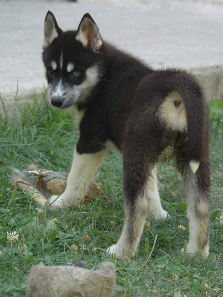 Magic Wolf Finnmark (dite chipie)