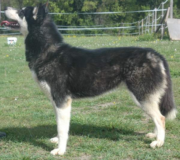 Magic Wolf Finnmark (dite chipie)