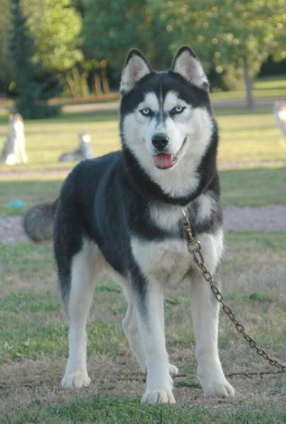 Magic Wolf Elyxir diabolic ( dite ebène)
