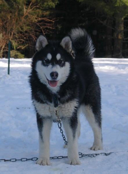 Magic Wolf Demon of the black diamond (dite demon)