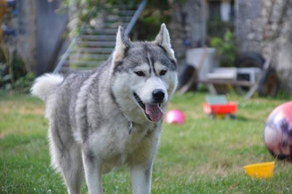 Magic Wolf Nanouk (grise)
