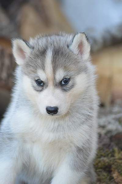 Magic Wolf Nanouk (grise)