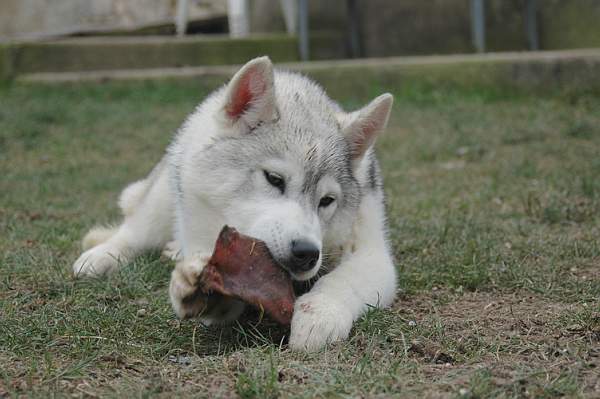 Publication : Magic Wolf Auteur : Magic Wolf, Fusion 19 mois