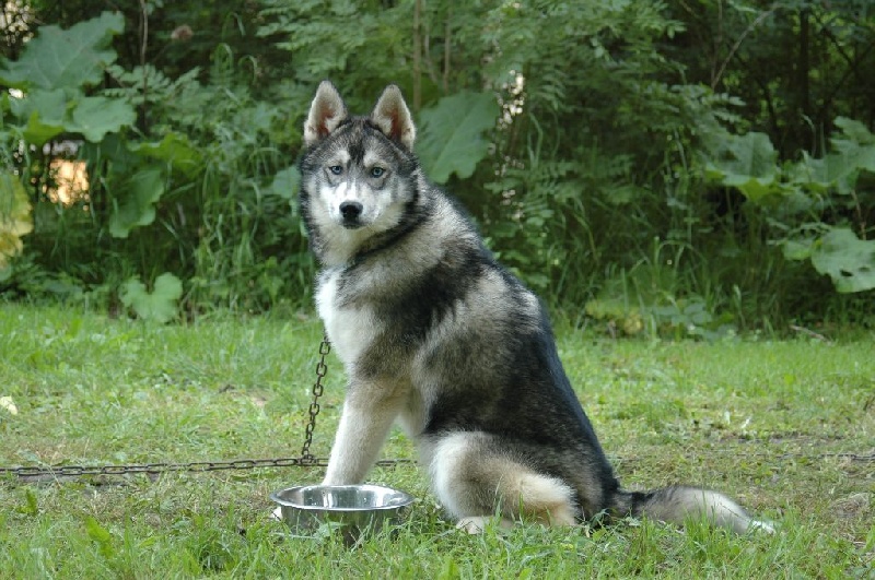 Magic Wolf Hypnotic blue eyes dit halcatraz