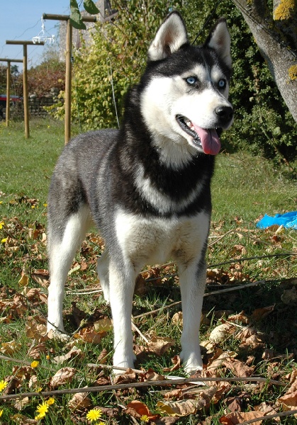 Magic Wolf Coyotte girl