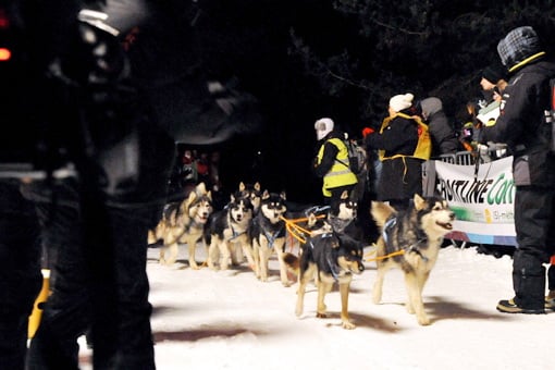 Magic Wolf Finnmark (dite chipie)