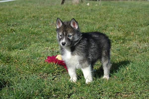 Magic Wolf Hypnotic blue eyes dit halcatraz