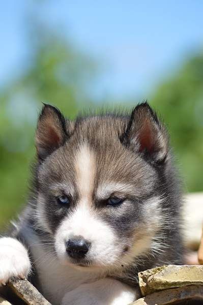 Magic Wolf Nebraska dit nounou
