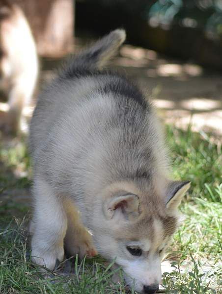 Magic Wolf Nanouk (grise)