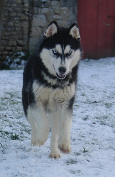 Magic Wolf Elyxir diabolic ( dite ebène)