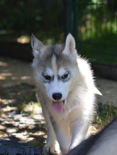 Magic Wolf Nanouk (grise)